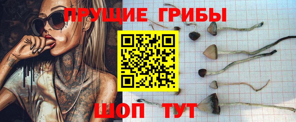 Галлюциногенные грибы Psilocybe Лиски